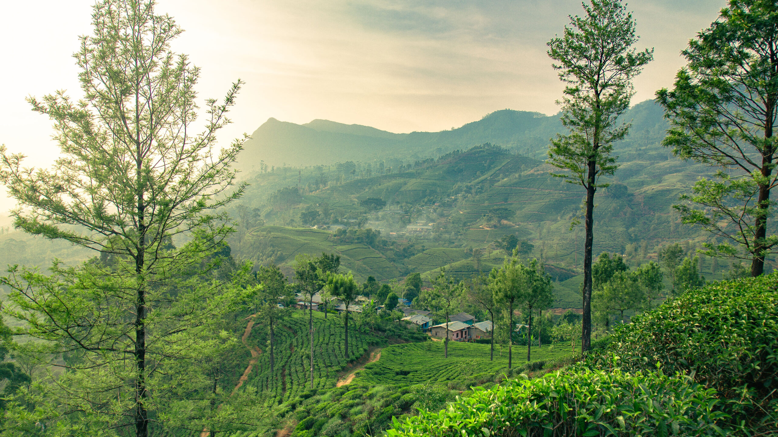 Nuwara Eliya