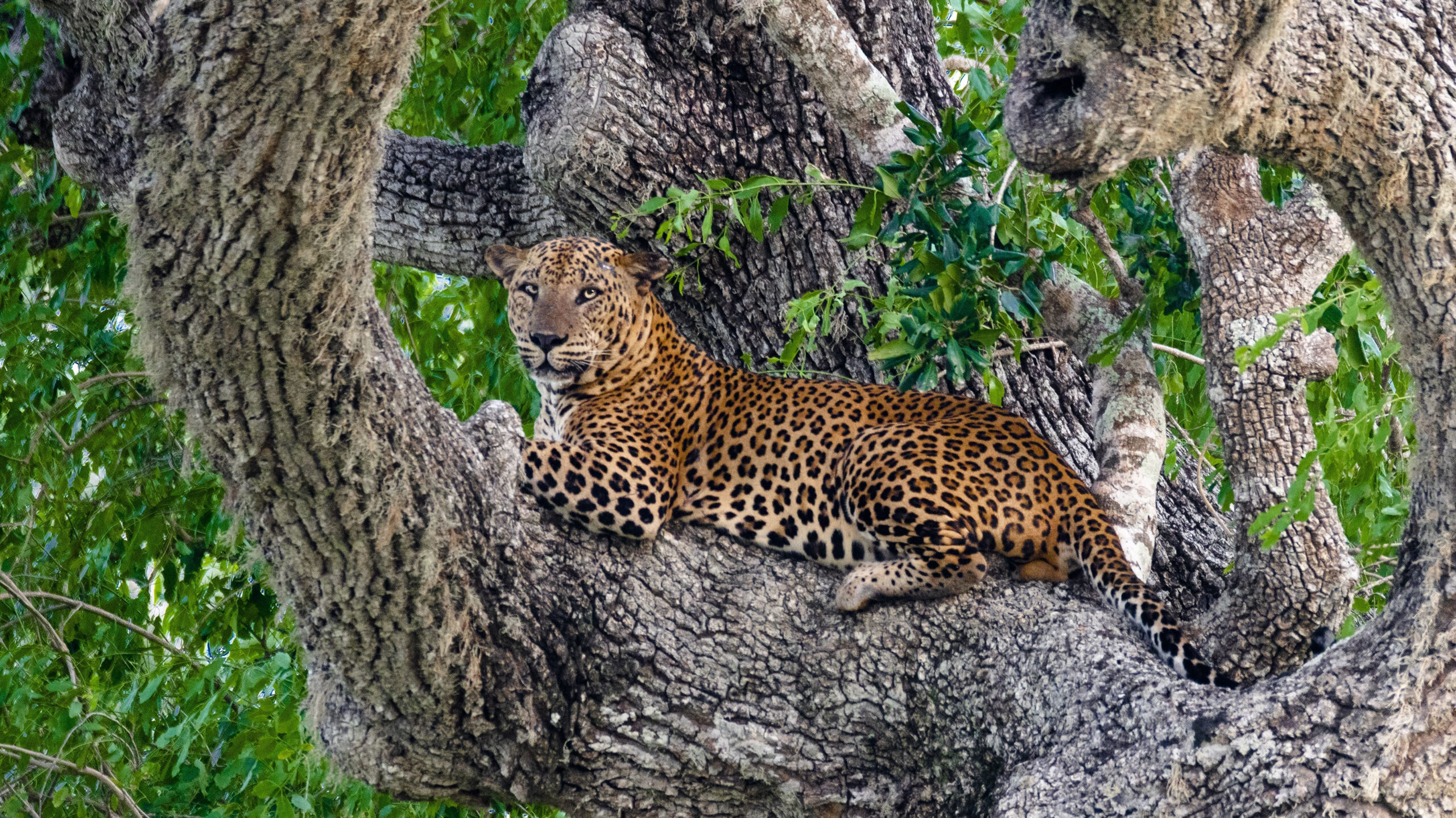 Yala National Park