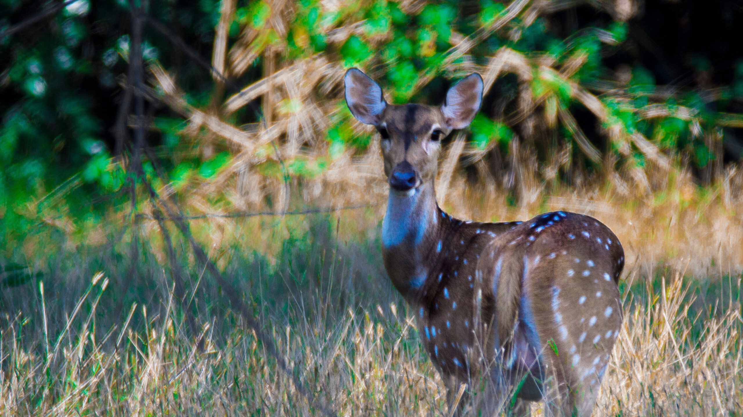 Wasgamuwa National Park