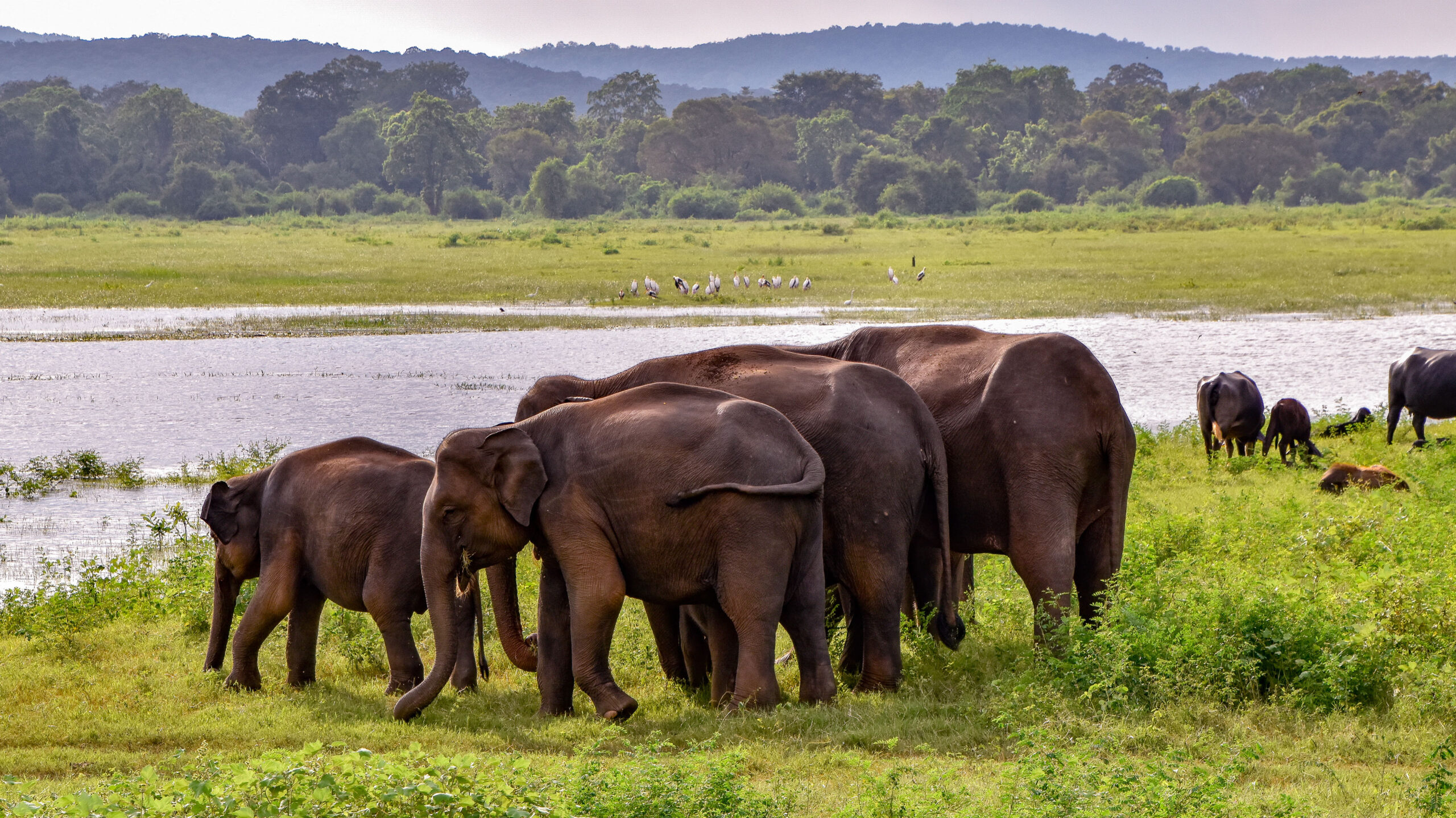 Udawalawe National Park