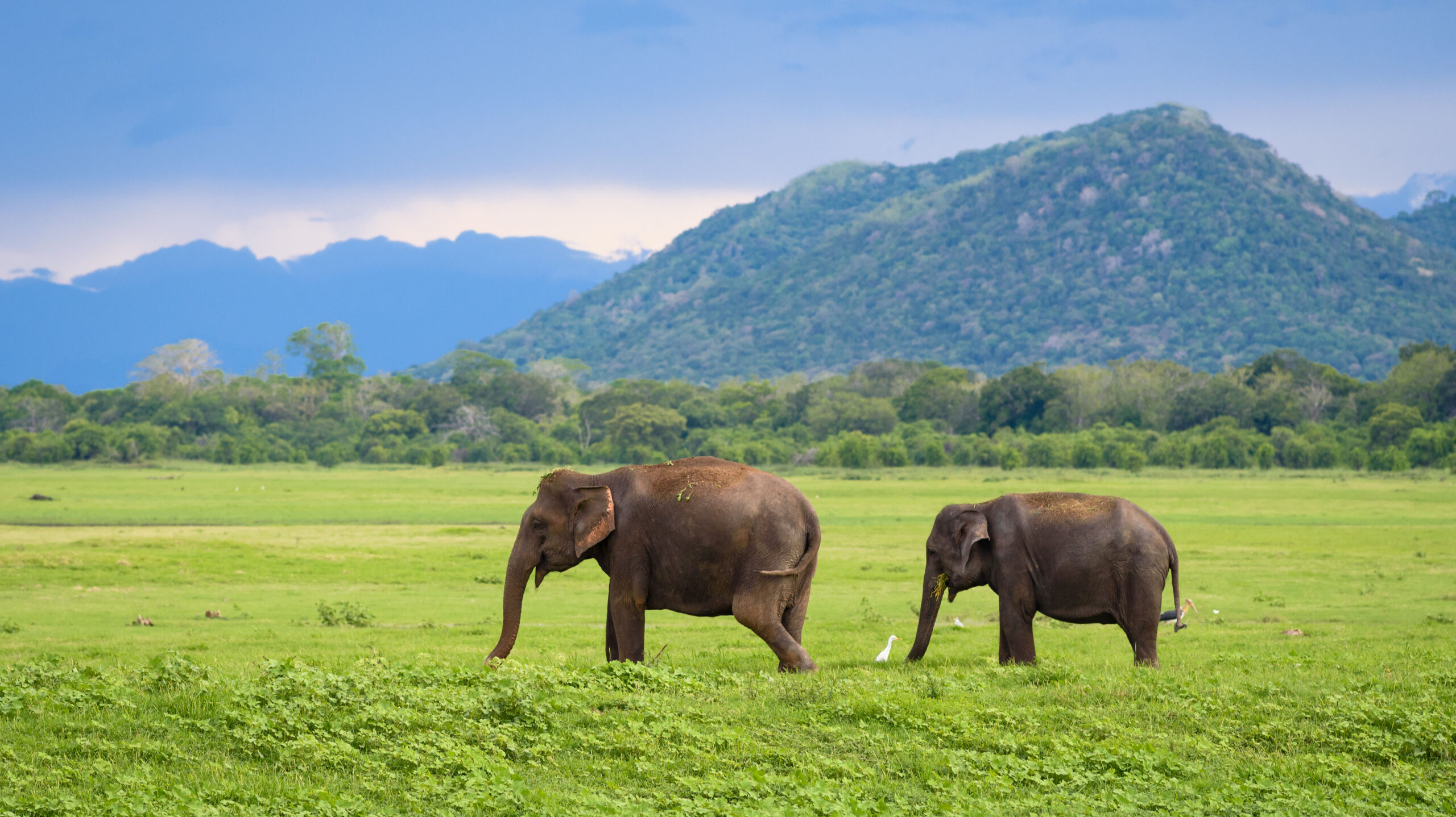 Minneriya National Park