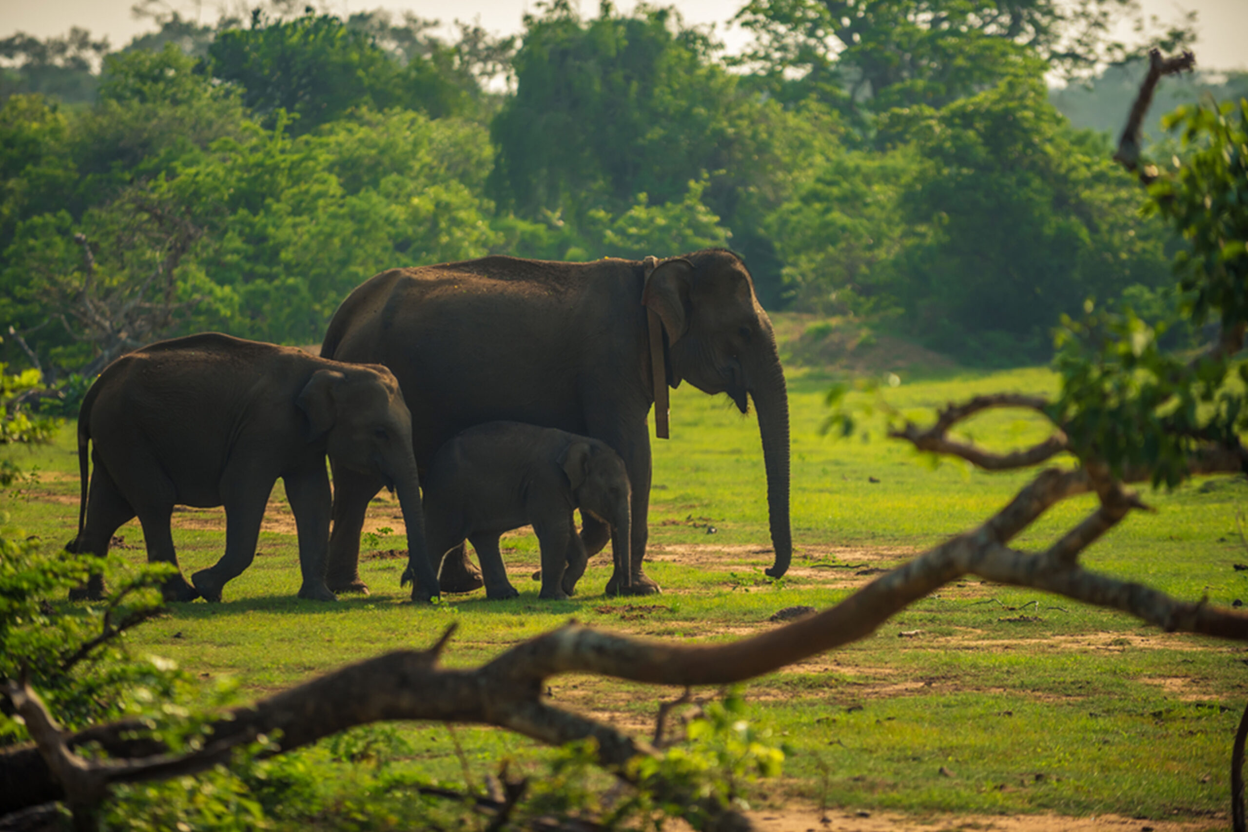 Wildlife Safaris